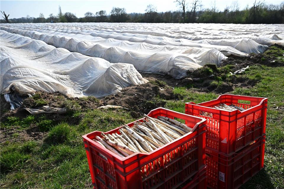 Kisten mit frisch geerntetem Spargel stehen vor einem Feld bei Weiterstadt. (Archivbild)Michael Brandt/dpa