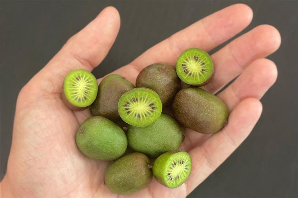 Kiwibeeren stammen ursprünglich aus Nordostasien und sind bis Minus 25 Grad Celsius winterhart.--/Unternehmen Kiwiri/dpa