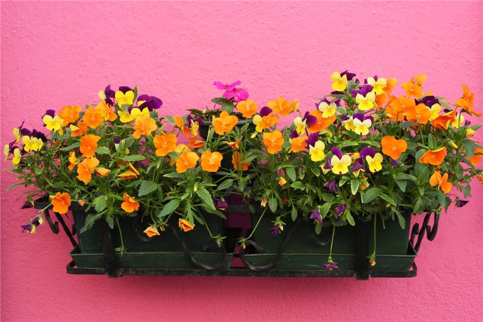 Klassische Frühjahrsblüher wie Hornveilchen können Nachtfrost ab.picture alliance/dpa/dpa-tmn