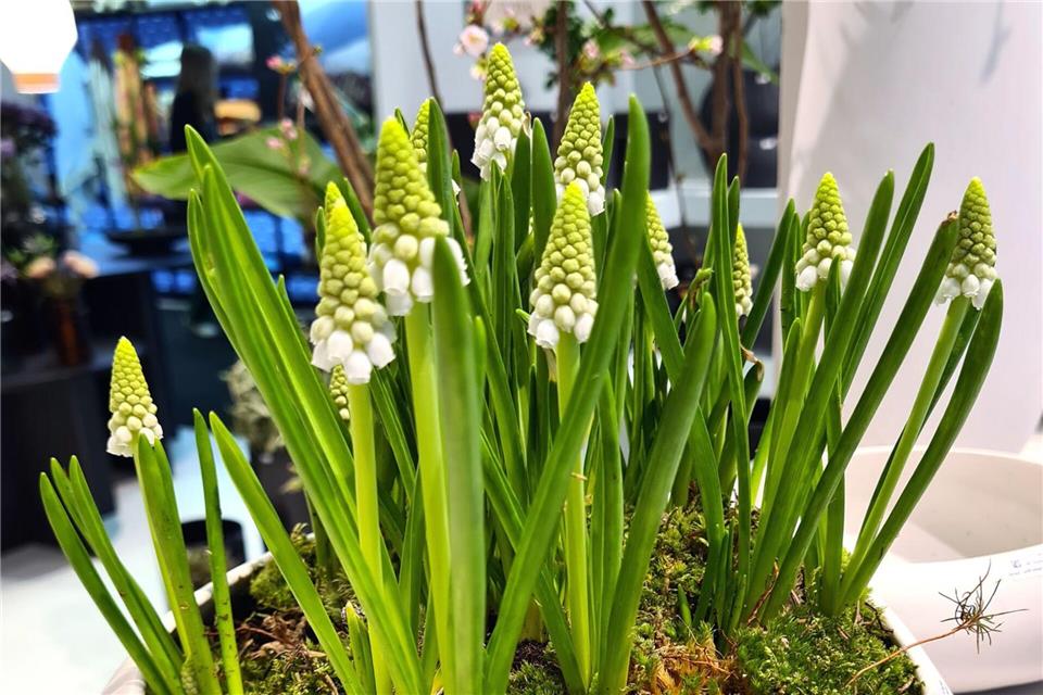 Inspiration für Ostern: Mit Blüten den Frühling begrüßen Klassischer Frühlingsbote: Diese mit Traubenhyazinthen und Moos bepflanzte Schale zeigte ASA an seinem Messestand auf der Ambiente 2025.Isabelle Modler/dpa-tmn