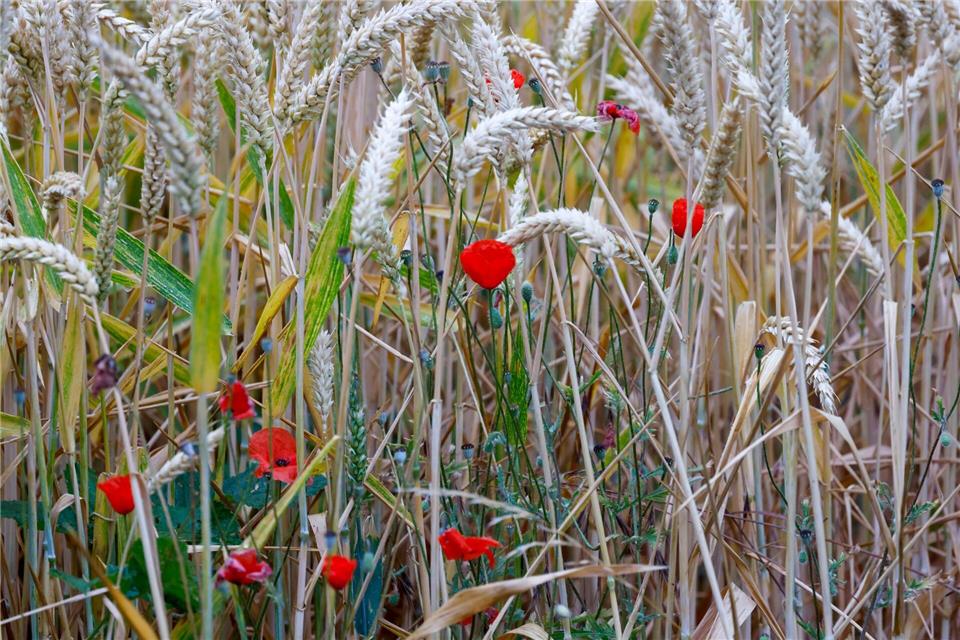 Klatschmohn steht in einem Weizenfeld. Die neue Woche startet bewölkt bei 29 Grad.Thomas Banneyer/dpa