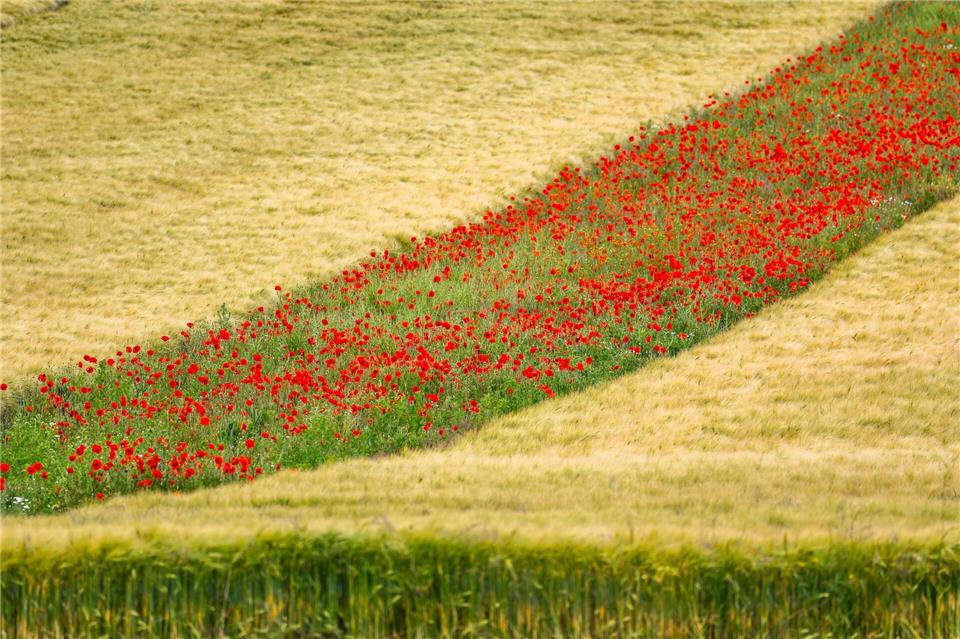 Klatschmohnblüten in einem Gerstenfeld. Das Wetter wird wieder sommerlich warm.Thomas Banneyer/dpa