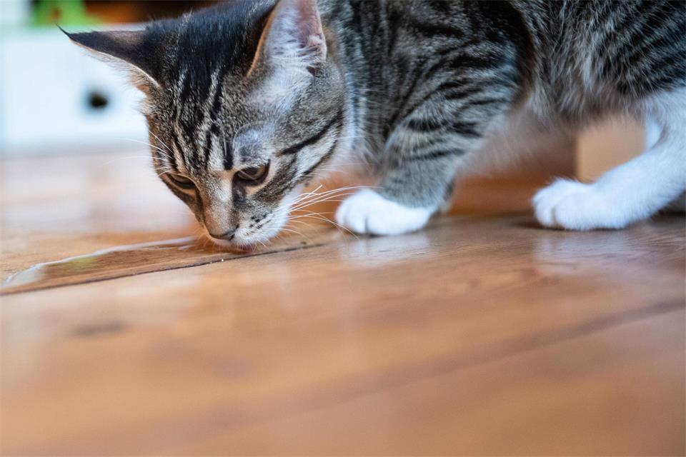 Kleine Pfütze, großes Risiko: Untersetzer-Wasser oder anderes stehendes Wasser kann Stoffe enthalten, die Katzen nicht vertragen. picture alliance / dpa Themendienst