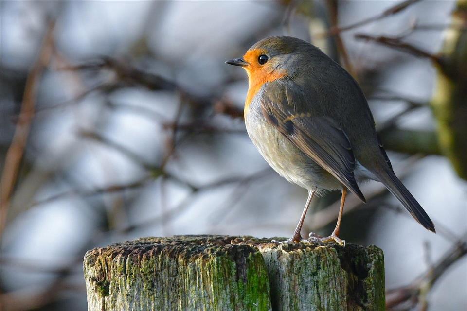 Kleine Singvögel, aber auch Reptilien und Amphibien können bei anhaltendem Frost gefährdet sein, sagt die Stiftung „Naturlandschaften Brandenburg - Die Wildnisstiftung“. (Archivbild)Patrick Pleul/dpa-Zentralbild/dpa