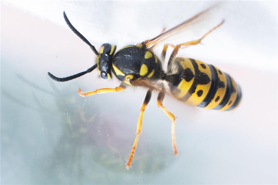 Kleine Unfallursache: Wer hektisch Wespen und Co. am Steuer vertreibt, riskiert die Kontrolle über das Auto zu verlieren.picture alliance/dpa