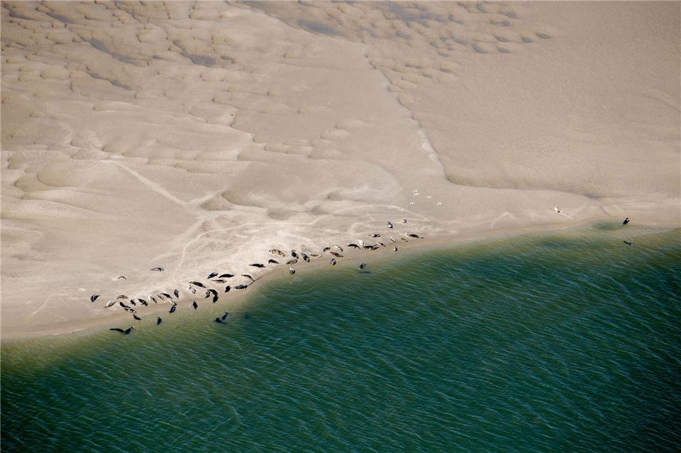 Kleine braune, dunkle Flecken im Sand: Wer die Seehunde erkennen will, muss aus der Luft genau hinsehen. (Archivbild)Hauke-Christian Dittrich/dpa