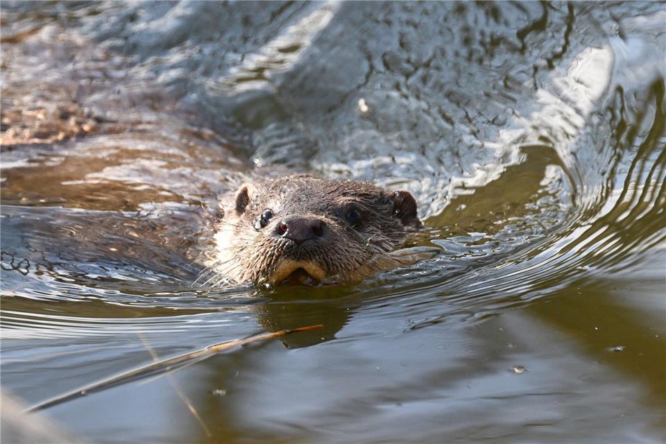Kleines Tier - große Aufregung: Fischotter sorgen für Streit. Bernd Weißbrod/dpa