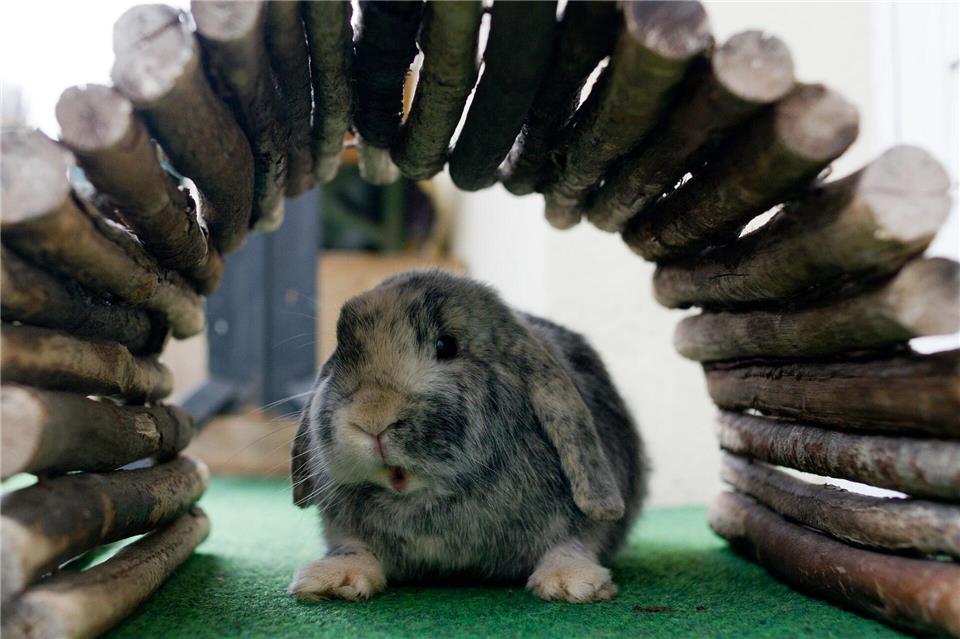 Kleintiere brauchen Versteckmöglichkeiten wie Tunnel und Häuschen, um sich sicher zu fühlen.Franziska Gabbert/dpa-tmn