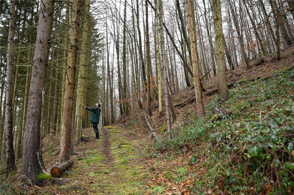 Klimakritiker sorgen für Verunsicherung bei Forstleuten. (Archivbild)Uwe Anspach/dpa