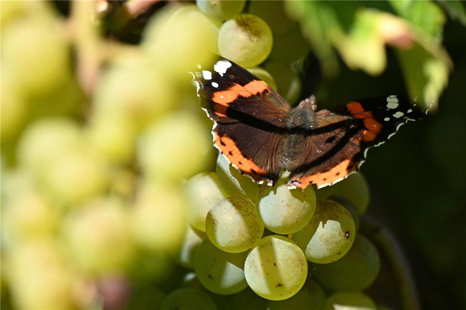 Kloster Pforta: Admiral-Schmetterling sorgt für Farbtupfer bei der Weinlese in Sachsen-Anhalt.Jennifer Brückner/dpa