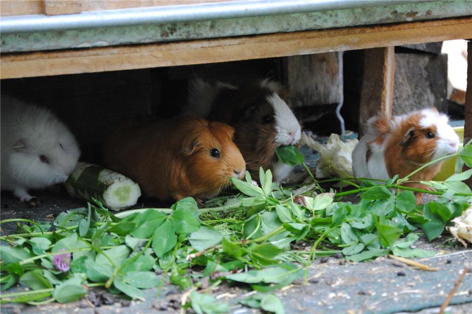 Knabber-Kollektiv: Meerschweinchen sind gesellige Tiere und fühlen sich in kleinen Gruppen besonders wohl.Jennifer Jahns/dpa-tmn
