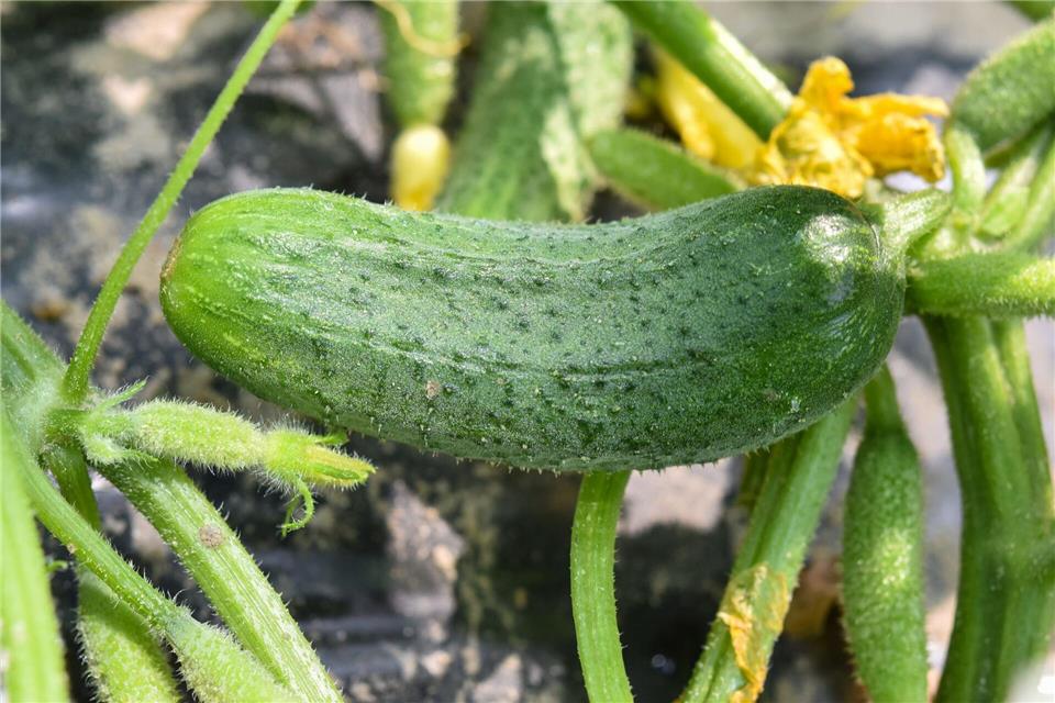 Knackige Gurken im Garten einer Anwohnerin fielen dem Hunger des Schafbocks zum Opfer. (Symbolbild)picture alliance / Patrick Pleul/dpa-Zentralbild/ZB