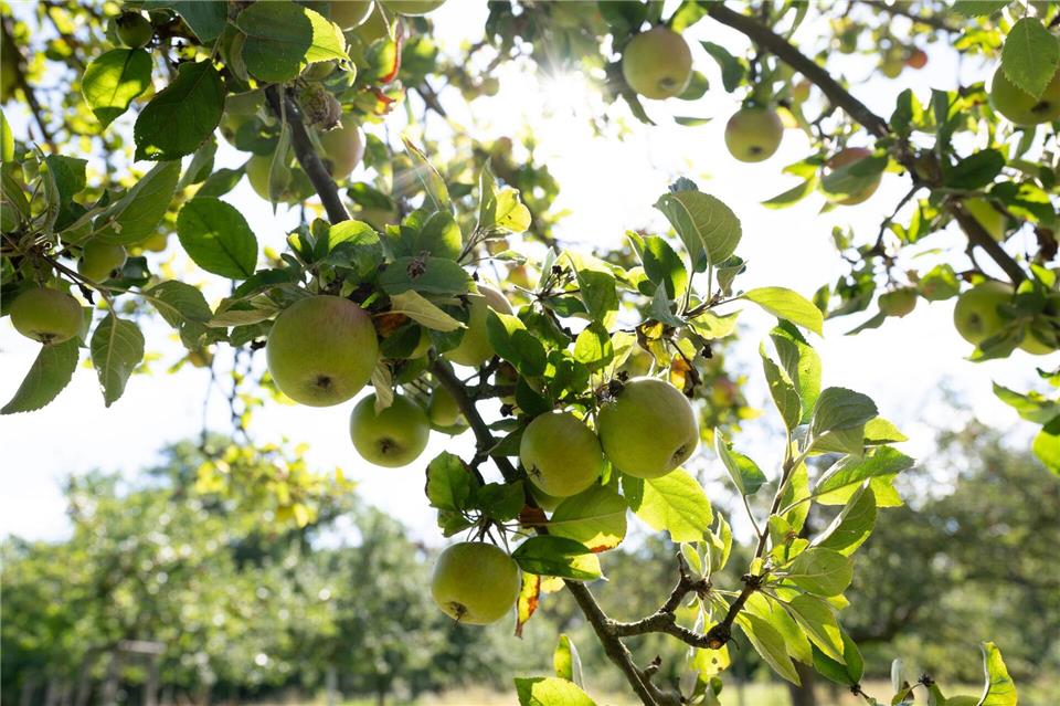 Knapp 3.000 Tonnen mehr konnten Apfelbauern in diesem Jahr in Rheinland-Pfalz ernten (Symbolbild).Sebastian Kahnert/dpa