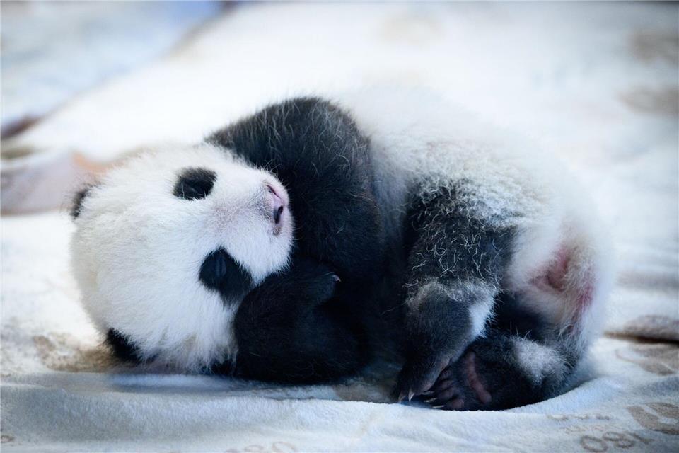 Knapp zwei Monate sind die Panda-Babys alt - und mittlerweile können sie auch die Augen öffnen. (Archivbild)Bernd von Jutrczenka/dpa
