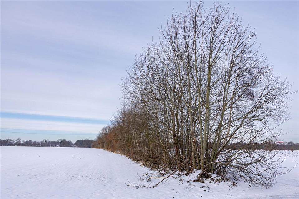 Knicks dürfen noch bis Ende des Monats auf den Stock gesetzt werden.Ulrich Perrey/dpa