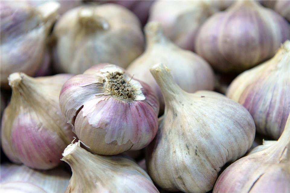 Knoblauch kann im Herbst gepflanzt werden: Hierfür werden die Knoblauchzehen direkt in die Erde gesteckt.Andrea Warnecke/dpa-tmn