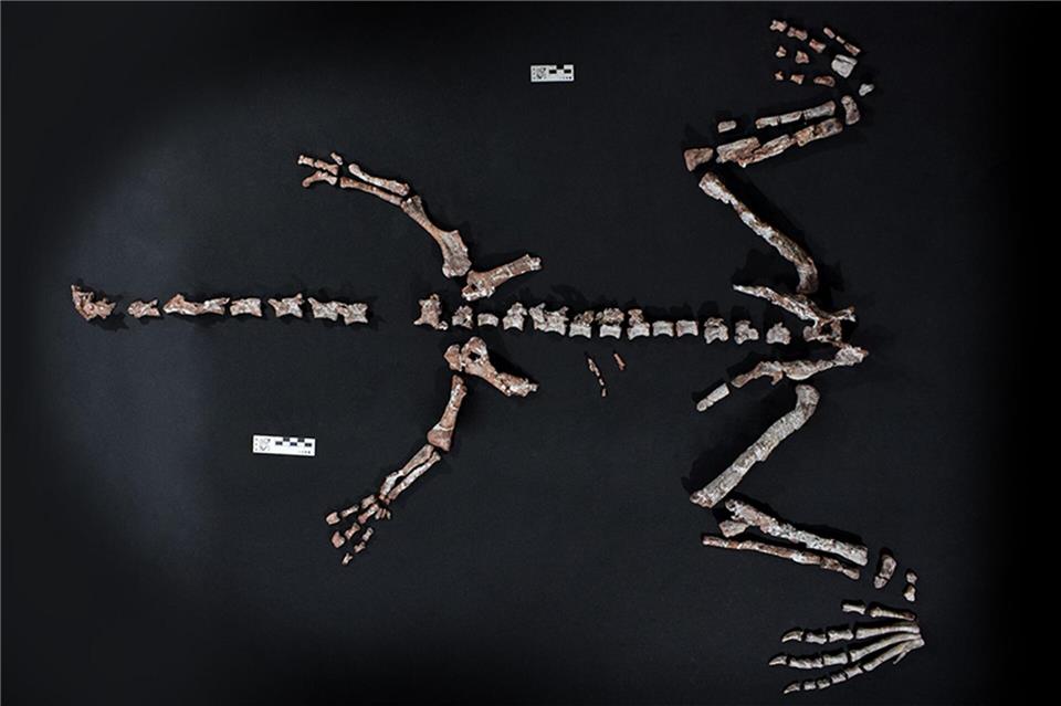 Fossilienfund in Argentinien: Einer der ältesten Dinosaurier Knochen des Dinosauriers Huayracursor jaguensis---/CONICET Argentina/dpa