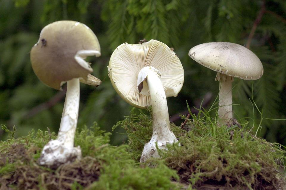 Knollenblätterpilze sind sehr giftig. (Archiv)Bernd W�stneck/dpa-Zentralbild/d