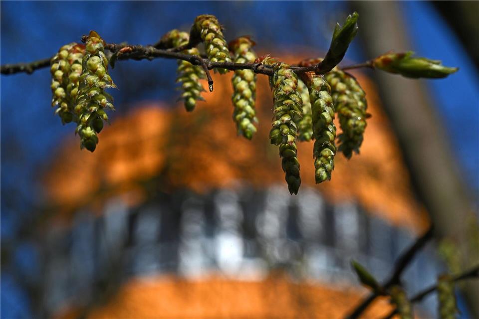 Knospen und erste Blütenstände zeigen die Bäume im Nationalpark Hainich.  Martin Schutt/dpa
