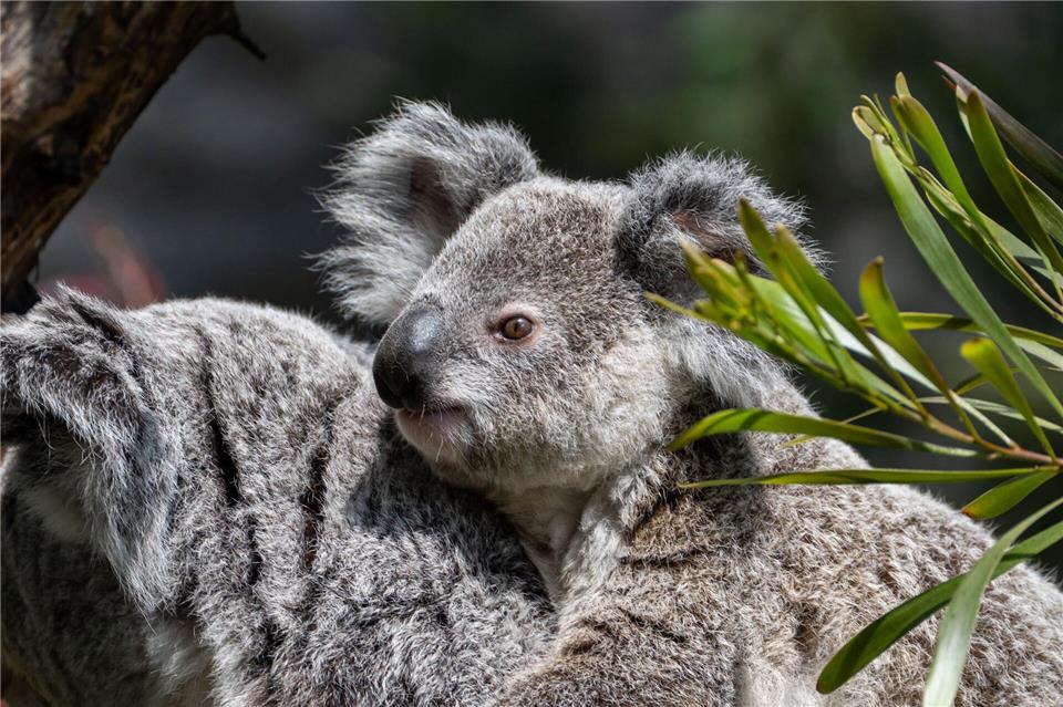 Koala Borobi wurde nur eineinhalb Jahre alt.-/Wilhelma Stuttgart/dpa