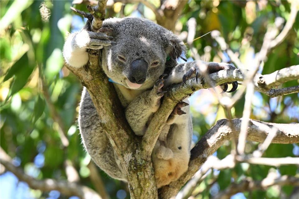 Australien lässt Impfstoff gegen tödliche Koala-Krankheit zu Koalas sind in Australien immer mehr bedroht - auch wegen Chlamydien.Darren England/AAP/dpa