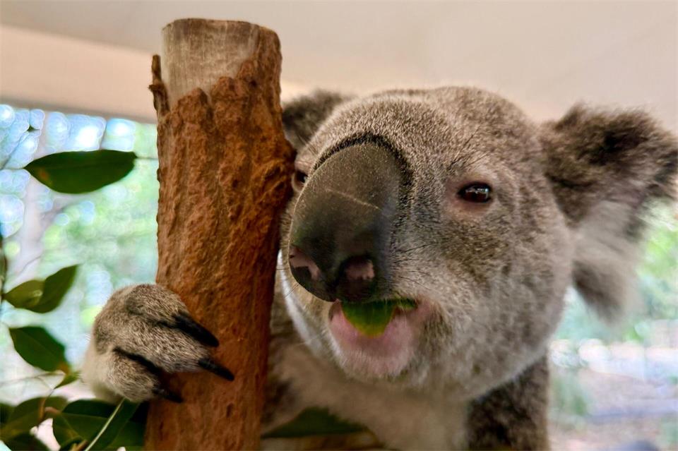 Koalas sind sehr niedlich - und haben erstaunliche Eigenschaften.Carola Frentzen/dpa