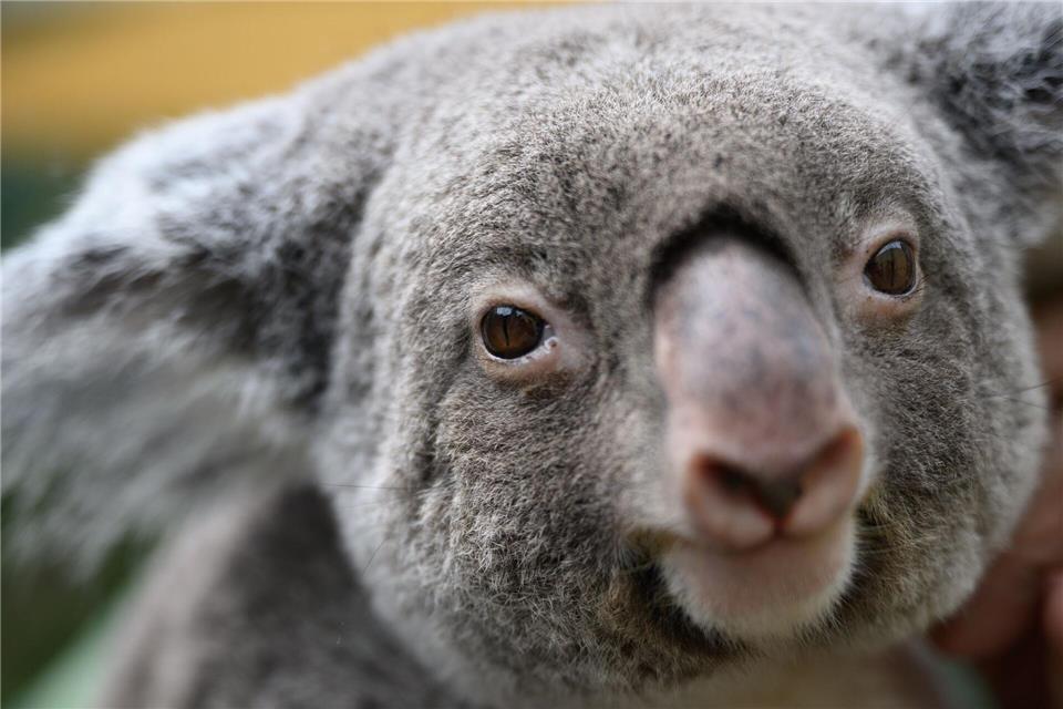 Koalas sind vielerorts in Australien stark bedroht. (Archivbild)Robert Michael/dpa