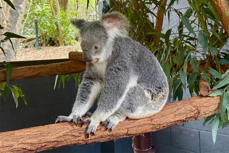 Koalas verlieren immer mehr ihres natürlichen Lebensraums.Carola Frentzen/dpa
