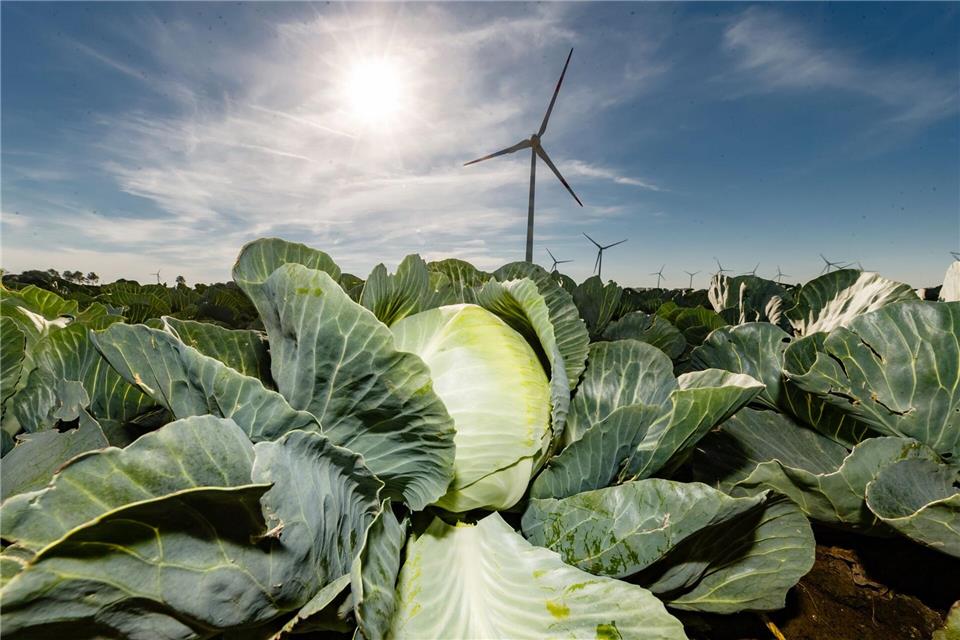 Kohl gehört zu den wichtigsten in Schleswig-Holstein angebauten Gemüsearten.Markus Scholz/dpa