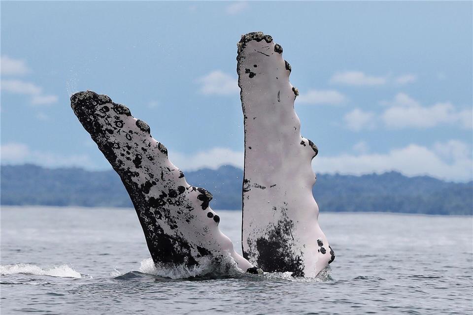 Bilder des Tages Kolumbien: Buckelwal-Spektakel in Bahía Málaga – Giganten brechen vor der Pazifikküste aus dem WasserSantiago Saldarriaga/AP/dpa