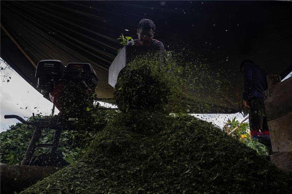 Kolumbien ist der größte Kokainproduzent der Welt. (Archivbild)Edinson Arroyo/dpa