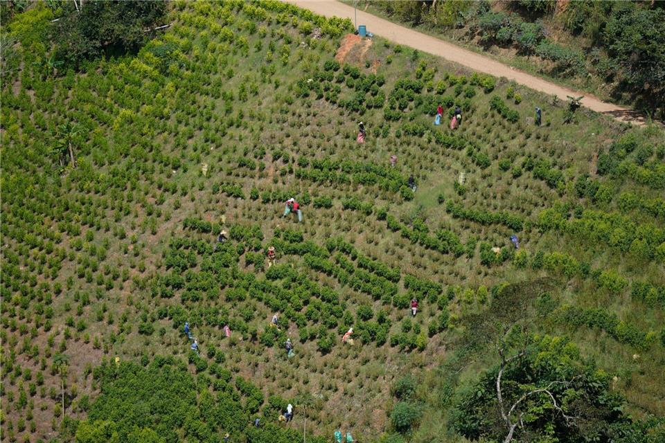 Kolumbien ist der größte Kokainproduzent der Welt. (Archivbild)Fernando Vergara/AP