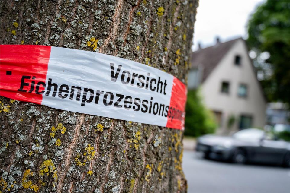 Kommunen warnen vor befallenen Bäumen.Hauke-Christian Dittrich/dpa