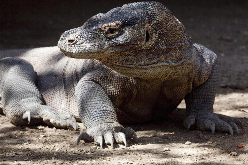 Komodo-Warane sind offiziell als „gefährdet“ eingestuft. (Archivbild)Matthys/epa/dpa
