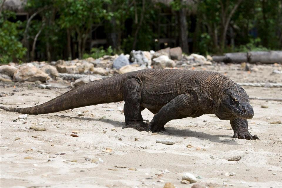 Komodowarane leben - wie dieses Exemplar - in freier Natur in Indonesien. (Archivbild)Made Nagi/EPA/dpa