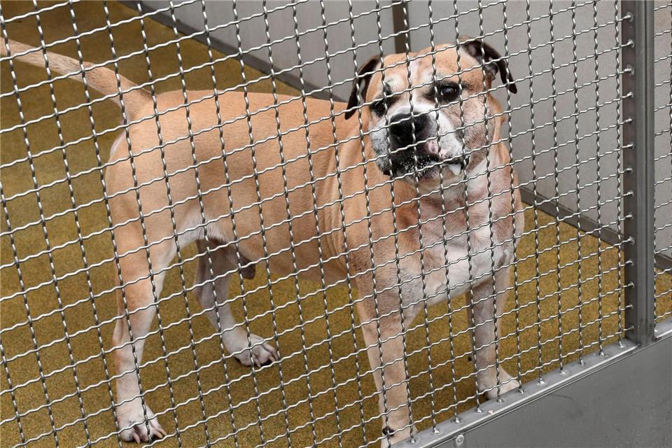 Konflikte, Unsicherheit und Stress beeinflussen das Aggressionspotenzial von Hunden.Holger Hollemann/dpa