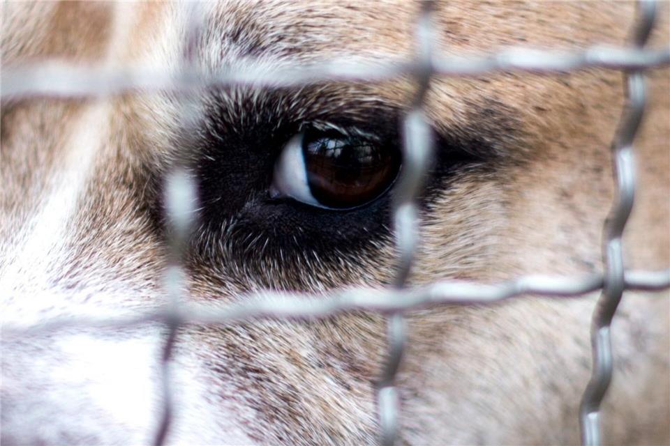 Konflikte, Unsicherheit und Stress beeinflussen das Aggressionspotenzial von Hunden.Hauke-Christian Dittrich/dpa