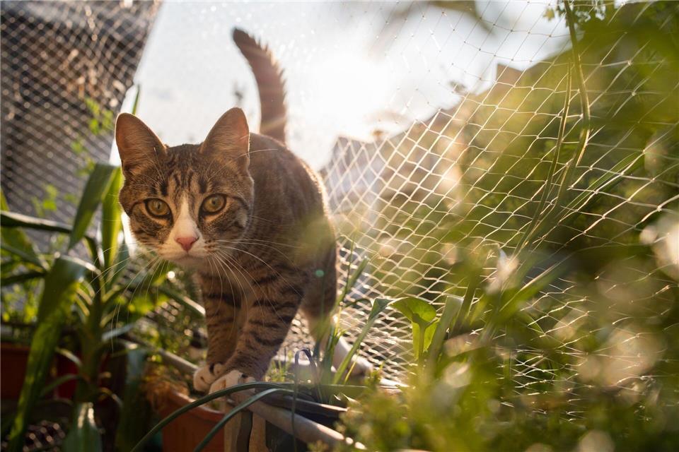 Kontrollierter Freigang: Ausbruchsichere Netze auf Balkon oder Terrasse bieten Katzen eine sichere Möglichkeit, etwas Natur zu genießen.Franziska Gabbert/dpa-tmn