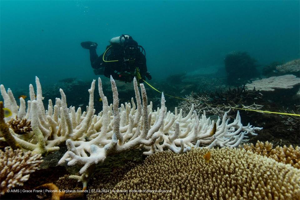 Korallenriffe weltweit geraten zunehmend unter Druck.Grace Frank/AIMS (Australian Institute of Marine Science)/dpa