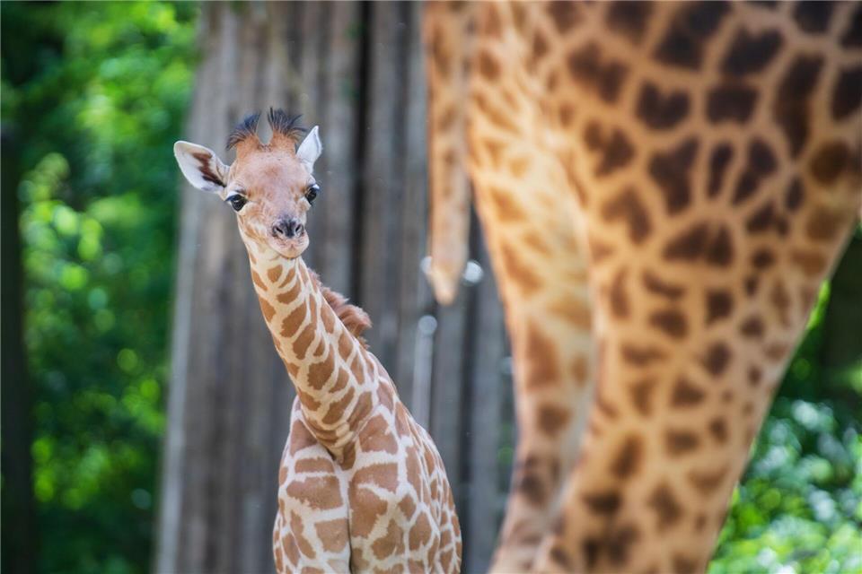 Kordofan-Giraffe „Vizuri“ ist aus Basel in den Zoo Berlin umgezogen.-/Zoo Basel /dpa