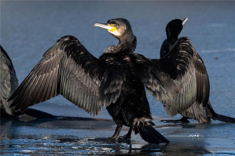 Kormorane fetten ihr Gefieder nicht gegen die Kälte ein. Daher setzt ihnen kaltes Wasser stärker zu als anderen Vögeln. (Archivbild)Stefan Sauer/dpa
