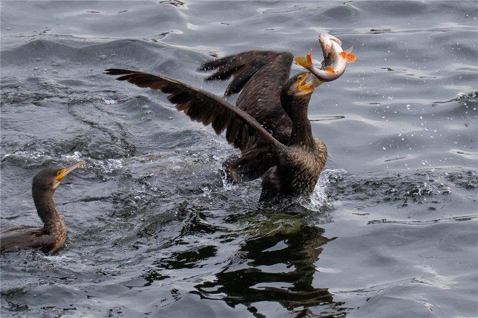 Kormorane futtern gerne Fisch ‒ und stehen damit gelegentlich in Konkurrenz zum Fischereiwesen. (Archivbild)Georg Moritz/dpa