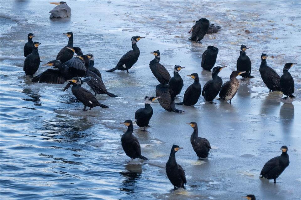 Kormorane stehen im Winter öfter auf dem Eis. (Archivbild)Stefan Sauer/dpa