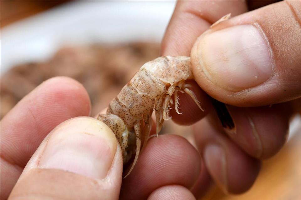 Krabben pulen: In Norddeich dreht sich das Auszeit-Programm um ostfriesische Traditionen. (Archivbild)Ingo Wagner/dpa