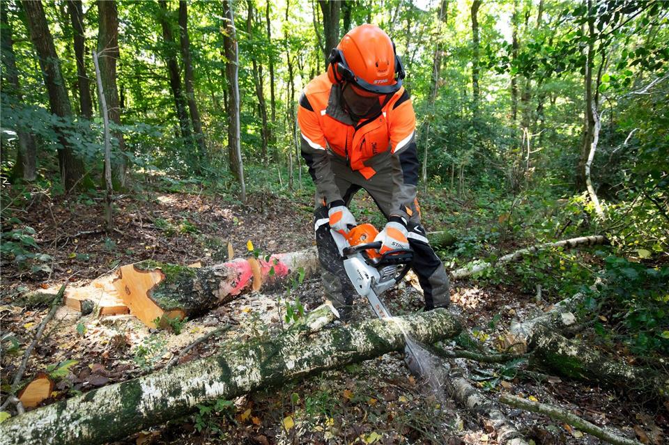 Kräftige Stämme, starkes Gerät: Wer Bäume mit einem Durchmesser von mehr als zehn Zentimeter bezwingen will, muss zur Benzin-Motorsäge greifen.Claudio Kalex/SidM/selbst.de/dpa-tmn