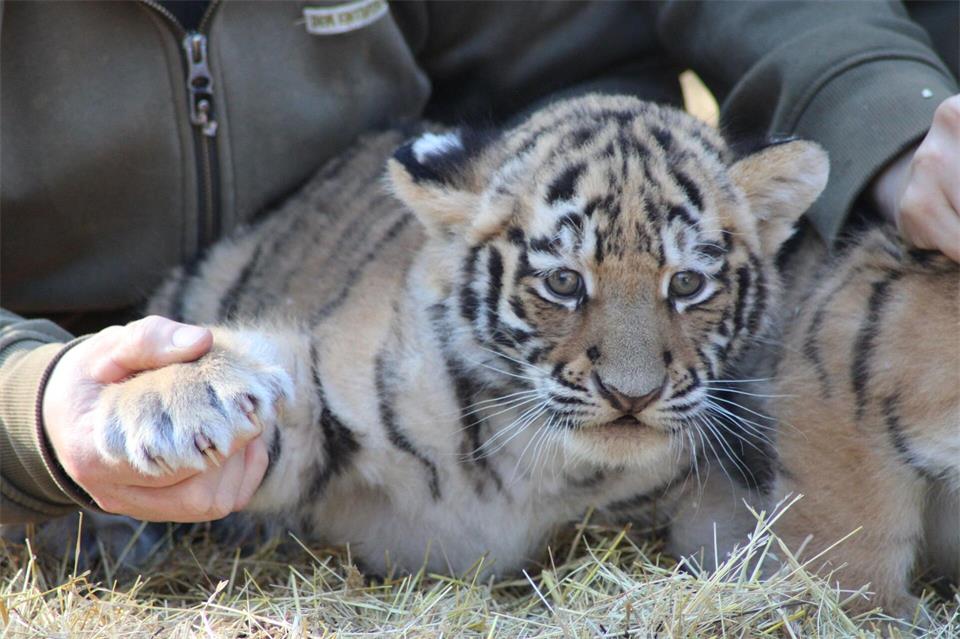Krallenuntersuchung: Die Tigerbabys sind gesund und munter.Kai Moorschlatt/dpa