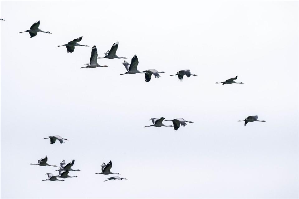 Kraniche stärken sich in MV für den Flug nach Süden Kraniche fliegen in Formation mit einem erfahrenen Tier an der Spitze. Stefan Sauer/dpa