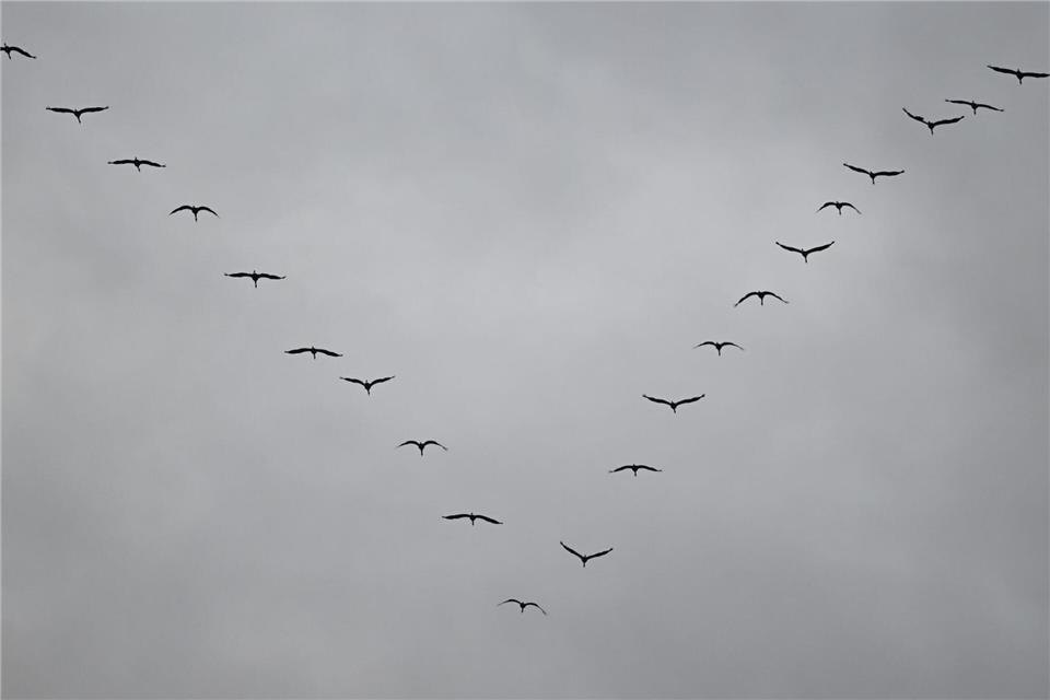 Kranichzug über Bayern – Wo das Naturschauspiel zu sehen ist Kraniche fliegen meist in V-Formation. (Symbolbild)Arne Dedert/dpa