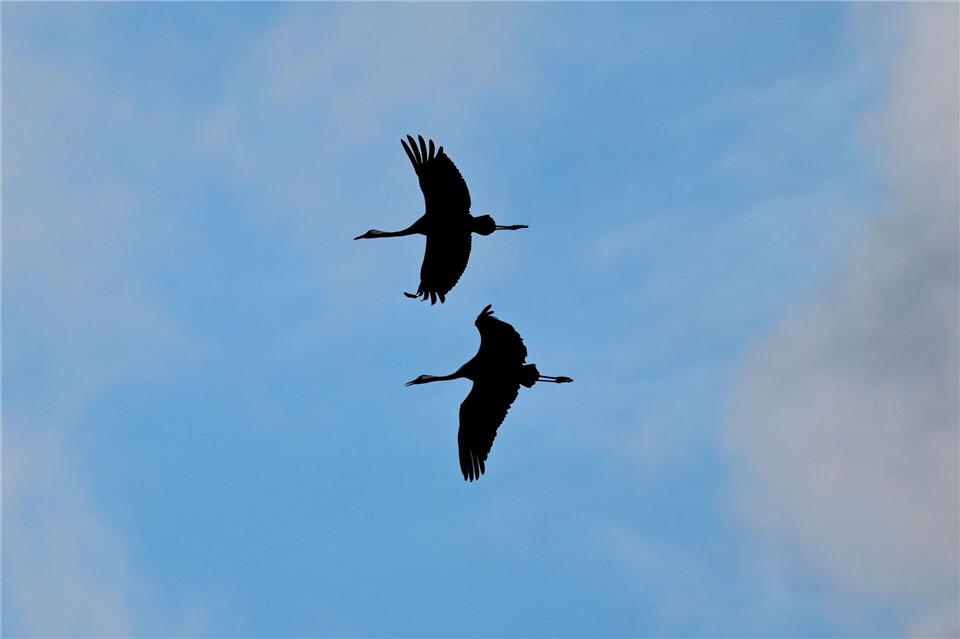 Geflügelpest: Tausende Puten und Hunderte Kraniche tot Kraniche fliegen über einem Feld.Michael Bahlo/dpa