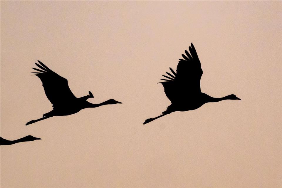 Kraniche machen sich derzeit in ihren Brutgebieten auf den Weg Richtung Süden. Obwohl sie in Rheinland-Pfalz und Saarland nur kurze Zwischenstopps einlegen, wächst auch hier die Sorge vor einer Verbreitung der Vogelgrippe. (Archivbild) Patrick Pleul/dpa